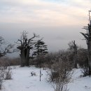 고목나무 이미지