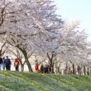 강서 낙동강30리 벚꽃축제(2025년) 이미지