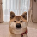 네모네모 이미지