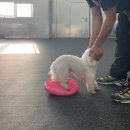 올 마스터 독 이미지