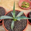 아메리카나 이미지