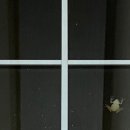 하늘담쟁이 이미지