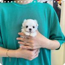 퍼피로그 강아지분양 진주점 | 창원에서 만난 사랑스러운 포메라니안, 백설이 퍼피로그 강아지분양 창원점 후기