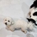 플레이 바우 이미지