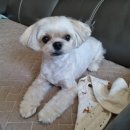 독한마캣 이미지