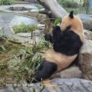 26년 병오년 이미지