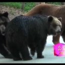 동물농장 - 공격당한 암컷 곰 이미지