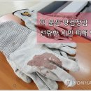 충북청과 이미지