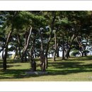 솔뫼성지 소나무 이미지