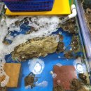 진주세꼬시 이미지