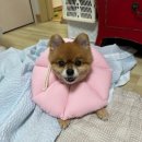 본 동물메디컬센터 외과동물병원 이미지