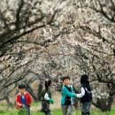 매화 태양광발전소 이미지