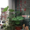 탄리로 이미지