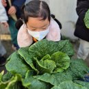 예쁨유치원 | 예쁨유치원 - 배추까지 수확!!!!