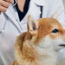 대학동물병원 이미지