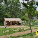 숲속애견랜드 이미지