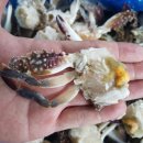 사계절꽃게 이미지