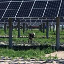 방목태양광발전소 이미지