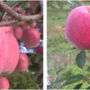 금빛영농조합법인 이미지