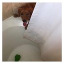 착한강아지 이미지