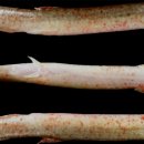 양식 미꾸리 Misgurnus anguillicaudatus의 Acinetobacter pittii감염증 이미지