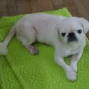 페츠비동물병원 이미지