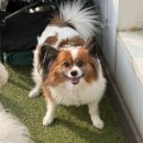 나드리독 이미지