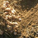 돼지감자(뚱단지) 의 효능 이미지