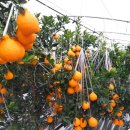 왕눈이농장 이미지