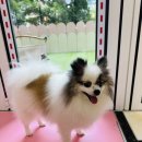 댕댕이아지트 | [위례 애견카페 추천] 아지트 댕댕｜유치원도 있는 강아지 동반 카페 방문기🐾