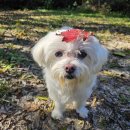 VIP 애견 이미지