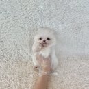 뿌아종 | 인형같은 외모의 포메라니안무료분양 / 포메라니안분양