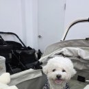 맥스펫 | 부천 펫랜드에서 로얄테일즈 글로리아 맥스 유모차 시승 후기(사진, 영상 많음)