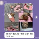멍가네 | 강북구 강아지분양 멍가네 말티푸 '체리' 분양후기 !