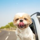 안녕펫택시 이미지