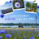 오남1지구 | 남양주 한강공원 삼패지구, 수레국화가 물든 한강 산책길