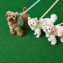 오뜨동물의료센터 이미지