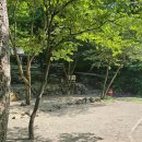 사지목 나무그늘 이미지