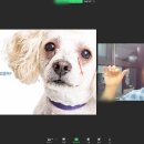 (주)한국반려동물아카데미 이미지