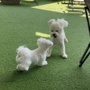 댕댕스쿨 이미지