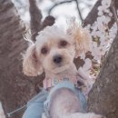 계룡애견 | 계룡 향적산 벚꽃 축제 애견 동반 여행 후기