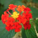 엑스포랜드 이미지