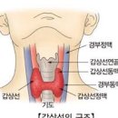 갑상선 검사 질환 갑상선 결절 하시모토 갑상선염 그레이브스병 이미지