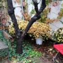 사과나무집 이미지