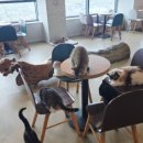 테이블에이 이미지