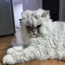 황철수피자공도점 이미지