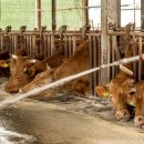 기세축산 이미지