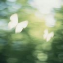 더바디샵현대백화점 | [우브에] 입는 뽀송뽀송함, 전체적인 시향기 및 드레스퍼퓸 사용후기(신상 2종)