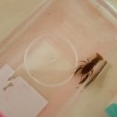 수철리 공중화장실 이미지