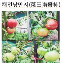 채전남만시(菜田南蠻柿)＜和翁＞ 이미지